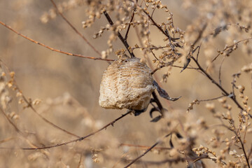 Pale brown praying mantis egg case (or ootheca) attached to a dead plant in a field