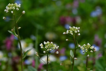 Popularna na łąkach i polach drobna roślina o białych kwiatach - tasznik pospolity (Capsella bursa pastoris)