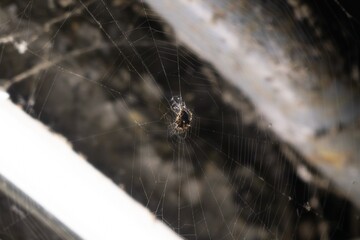 Cross spider in the spider web in the nature. Slovakia