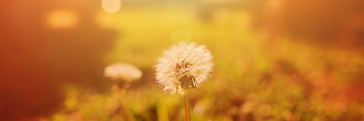 Banner with Dandelion white flower on green background. Extra wide format, copy space