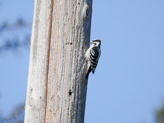 downy woodpecker on a light pole