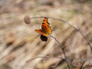 hoary comma butterfly on a flower