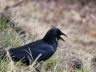 Raven squawking with mouth open, humor