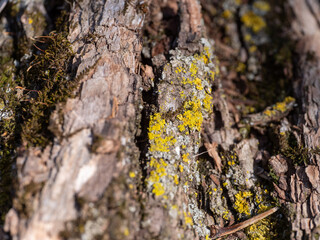 lichen on tree