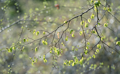 raindrops on the branches of trees in the forest in early spring