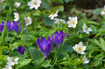  Purple crocuses and wild white anemones bloom in a spring forest. Closeup photo outdoors. The awakening of nature concept.