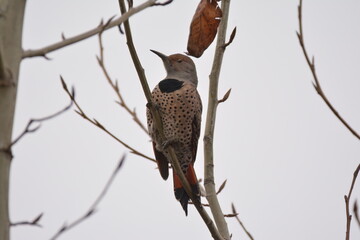 Northern Flicker in a tree