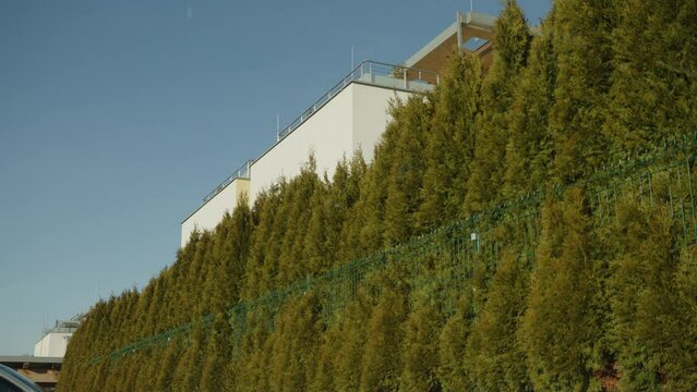 thujen hedge and fence near apartment building