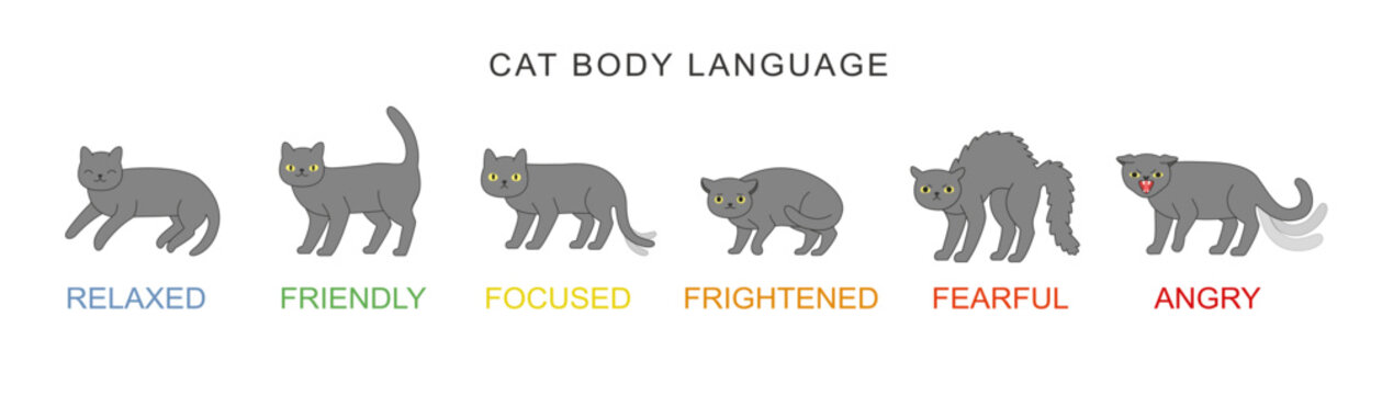 Cat body language behavior signals. Different emotions: frightened focused fearful angry friendly and relaxed. Cute cartoon domestic animals or pet