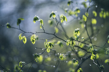 raindrops on the branches of trees in the forest in early spring