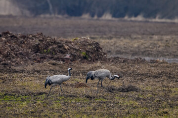 Selective focus photo. Common crane bird, Grus grus.