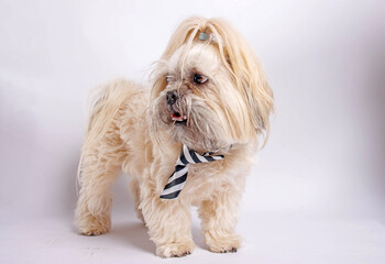 Shih Tzu pure breaded dog photoshoot in studio.