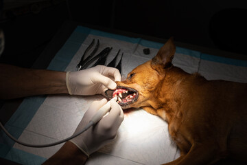 Canine dental cleaning with sedation in the operating room
