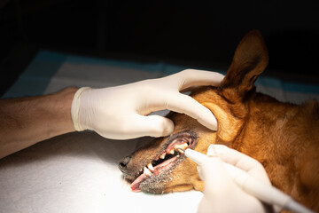 Closeup of canine dental cleaning with sedation in the operating room