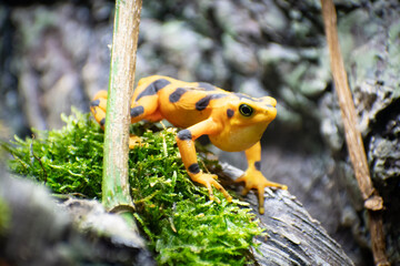 frog on a tree