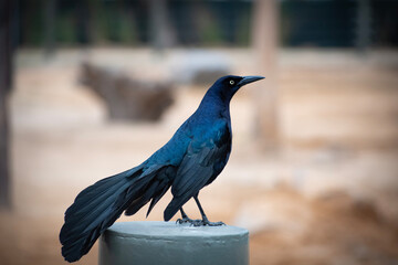 bird on a fence
