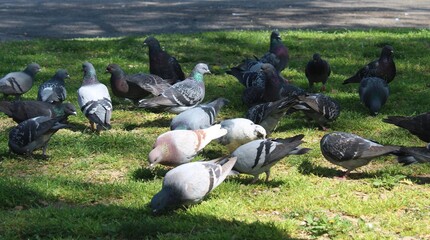 flock of pigeons