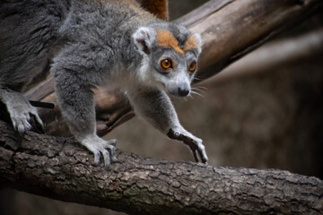 lemur on tree