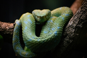 green tree python