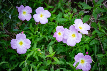 flowers in the garden