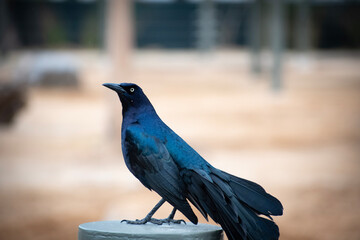bird on a fence