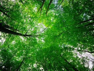 green leaves in the forest