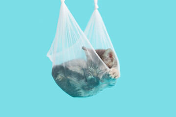 Small gray brown tabby Kitten laying inside of a homemade hammock made of knotted tulle material, holding kitten hanging in air, light blue background