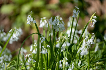 Obraz premium White bell flowers with green foliage 