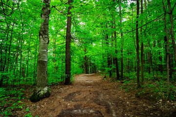 Fototapeta premium path in the forest