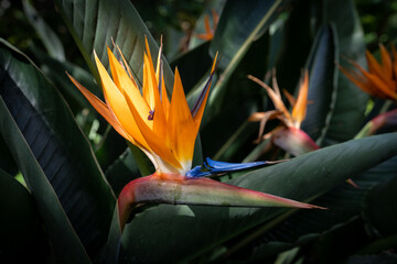 fleur d'oiseau du paradis sous un rayonne lumière dans les Canaries