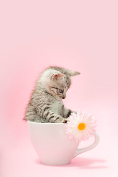 Adorable tiny silver gray tabby kitten sitting inside of a white coffee cup in profile looking at  a white daisy flower, pink background.