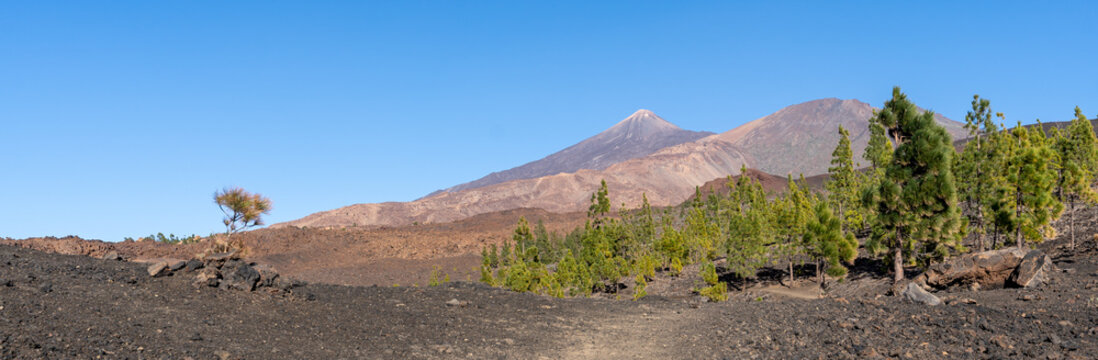 Panorama sur un désert volcanique avec des arbres qui repoussent sur le sol noire