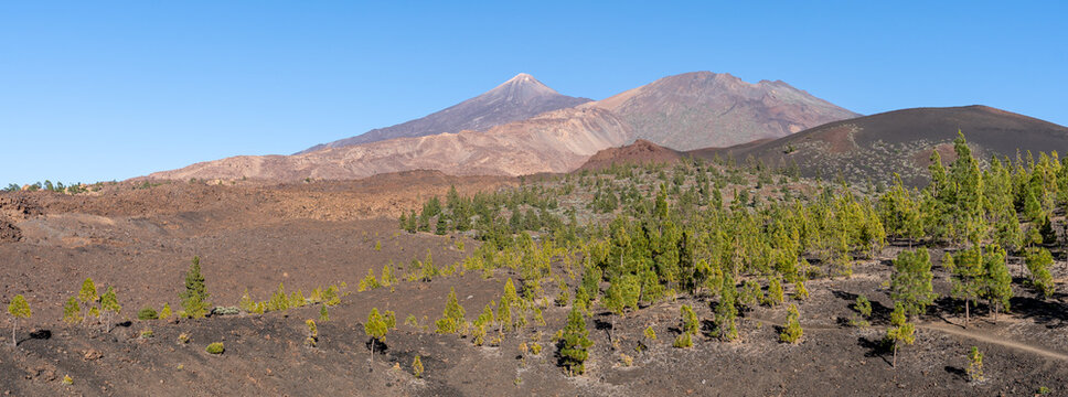 panorama sur une forêt sur un sol volcanique et un volcan en arrière plan