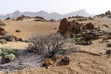 un paysage désertique, minéral avec un arbuste mort