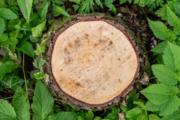 Cut tree trunk with circular cuts in the middle of the green forest. Presence of veins on the surface. Wood Texture.