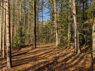 New England Nature in Spring