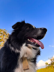 border collie dog, perro border collie, 