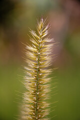 close up of a flower, espiga 