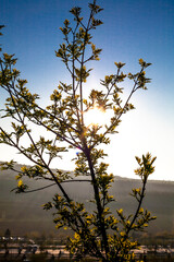 spring leaves against blue sky