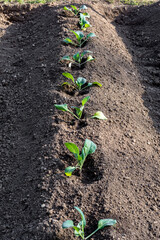 Small plants just planted in the garden. Vegetable garden with soil and small green plants.