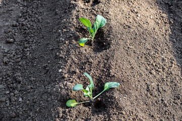 Small plants just planted in the garden. Vegetable garden with soil and small green plants.