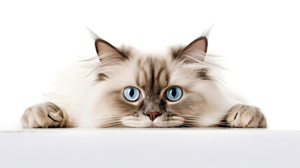 Ragdoll cat peeking out from behind a white table, on white background with copyspace.