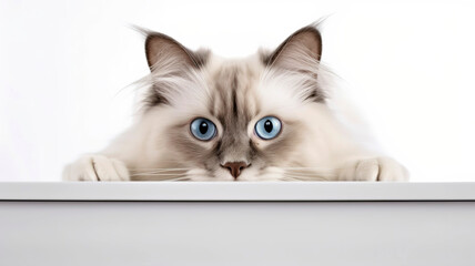 Ragdoll cat peeking out from behind a white table, on white background with copyspace.