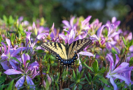 Yellow Swallowtail Butterfly On Purple Blossoms