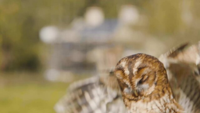 Tawny Owl flying towards camera in slow motion