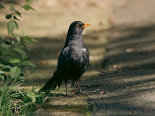 Portrait of a male Eurasian blackbird with an orange beak on the sidewalk in the park on a sunny spring day in Europe against a bokeh background