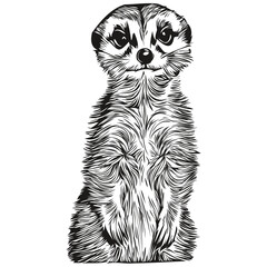 Engrave Meerkat illustration in vintage hand drawing style Meerkats