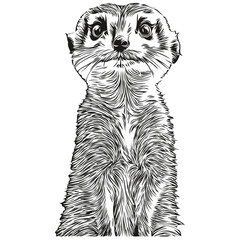 Meerkat vector illustration line art drawing black and white Meerkats