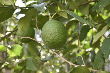 lime on tree