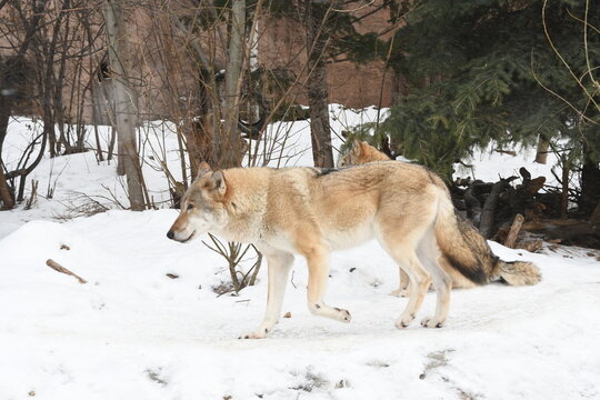 Grey Wolves Pack in Wildlife,in cold snowy winter forest.